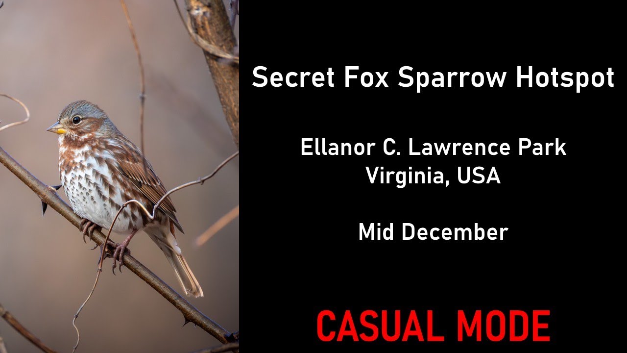 You Go Birding at a Secret Hotspot (Casual Mode) | Virtual Birding