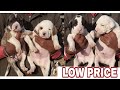 Top quality Pakistani Bully puppies available for sale in low price || jsk pets ||