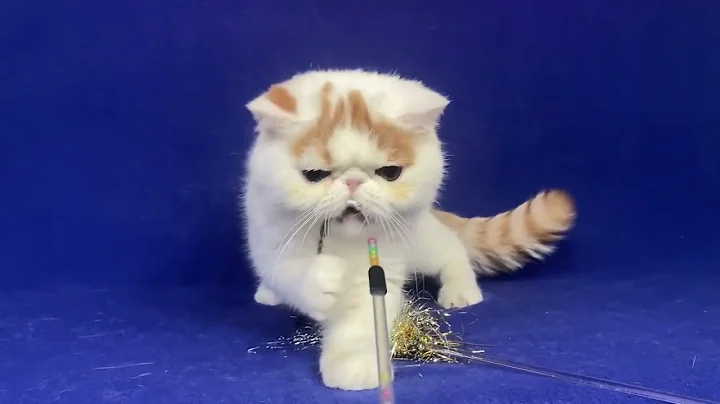 Video 4075621: exotic shorthair male kitten, white exotic shorthair kitten, exotic shorthair cattery, exotic shorthair red white