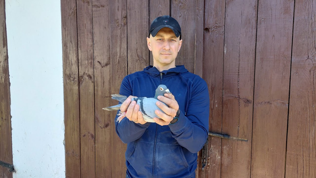 Paweł Dąbski 🎥 PZHGP Oddział 0210 Krasnystaw Okreg Lublin🕊 Wszechstronna Mistrzowska🏆 hodowla gołebi
