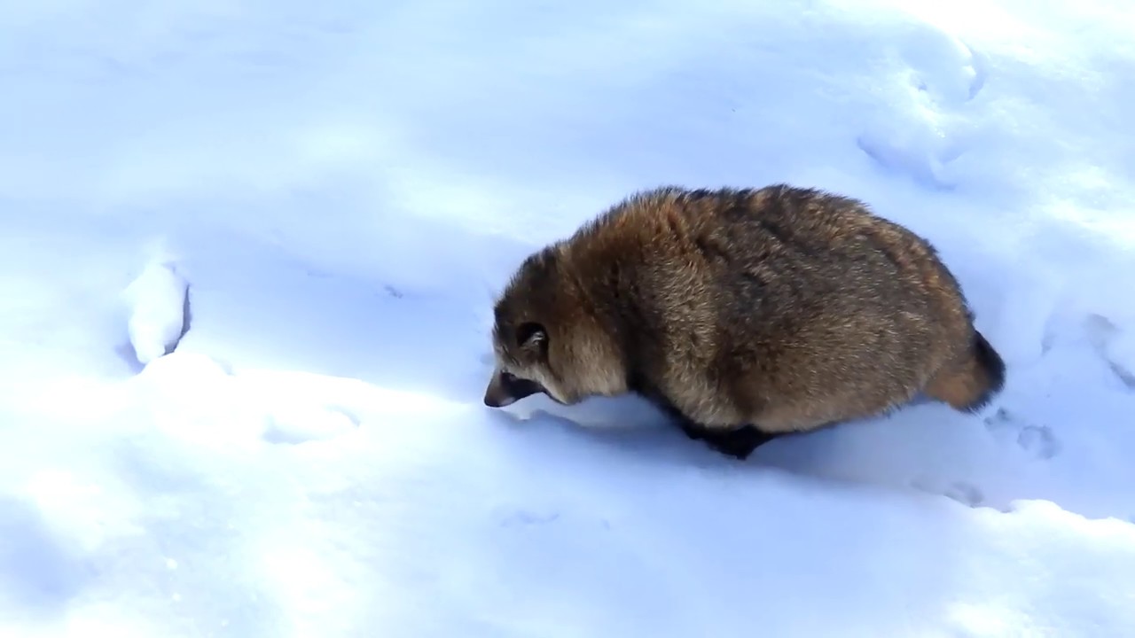 雪の中を不器用にとぼとぼ歩いてるタヌキ Tanuki Walks In An Unfamiliar Snowfield Youtube