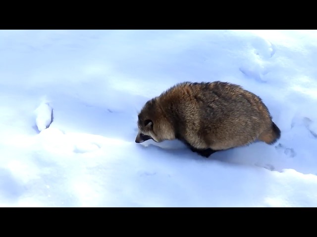 雪の中を不器用にとぼとぼ歩いてるタヌキ(Tanuki walks in an unfamiliar snowfield.)