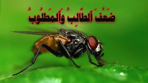 تلاوة نادرة للشيخ اسامة ابو النور .. خليفة الطبلاوي  وما تيسر من سورة الحج