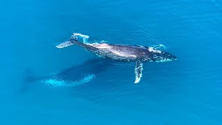 Astonishing Stories of Marine Life in the Southen Ocean | Our World