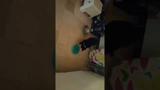 Slow feed bowl vs Cat