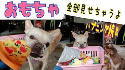 あやみぃと3匹のしゃべる犬 Youtube あやみぃと3匹のしゃべる犬 Youtube