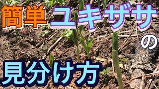 おいしい山菜ユキザサの簡単な見分け方 毒草ホウチャクソウとの違い