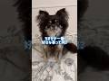 愛犬が一番好きな事聞いてみた #チワワ #犬のいる生活 #shorts