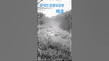 안개가 자욱한 계곡 배호 안개낀장충당공원 Shorts 