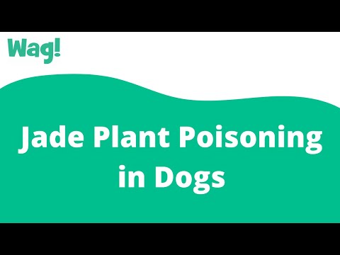 Jade Plant Poisoning in Dogs | Wag!