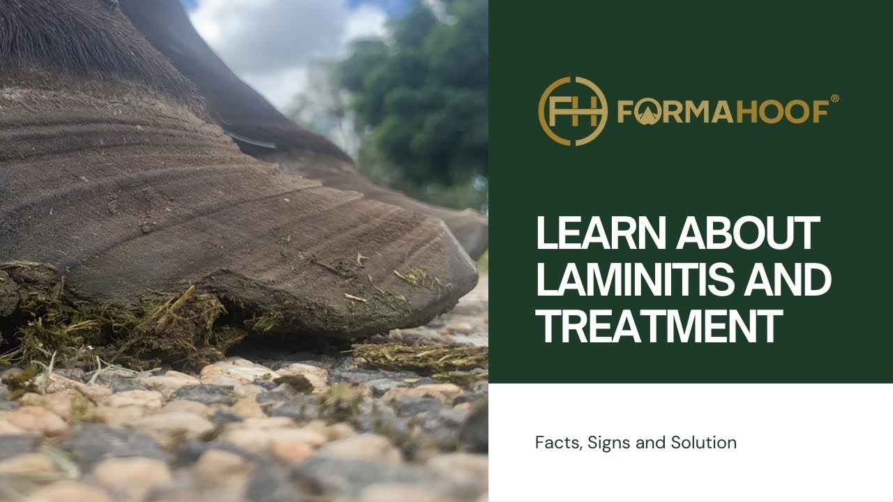 FormaHoof - Supportive laminitis treatment