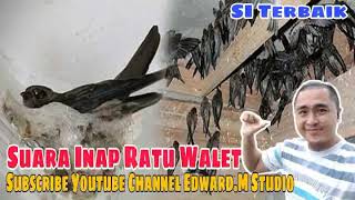 12 Jam !! Suara Inap Burung Walet Gred Super Terbaik!!!  Suara Inap Walet