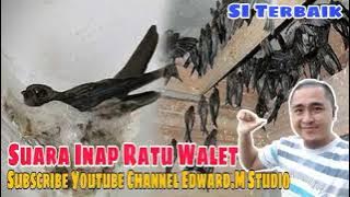 12 Jam !! Suara Inap Burung Walet Gred Super Terbaik!!!  Suara Inap Walet