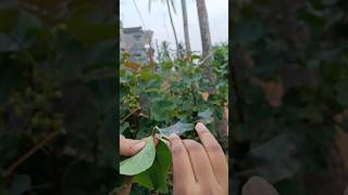 Natural bubble maker leaf #viral #shorts