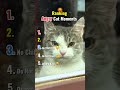 Ranking Angry Cat Moments #shorts#cat #ranking