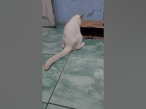 kucing ekor panjang #kucingputih #kucingcomel - YouTube