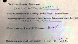 Wkst... Protein Synthesis Practice