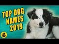 Hawaiian Dog Names  Chewy - YouTube