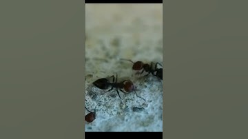 Life Lessons from Ants: The Power of Perseverance & Teamwork!