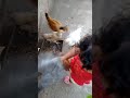 Larissa pegando a galinha
