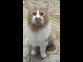 Cymric cat breed . my cat Fetch game. の動画、YouTube動画。