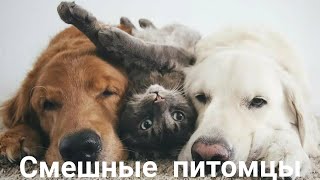 КОШКИ СОБАКИ 2020 Смешные животные Приколы С Котами и Собаками Funny Dogs Cats