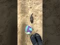 I took the girls to watch dad play sand volleyball and Pebbles absolutely loved digging in the sand