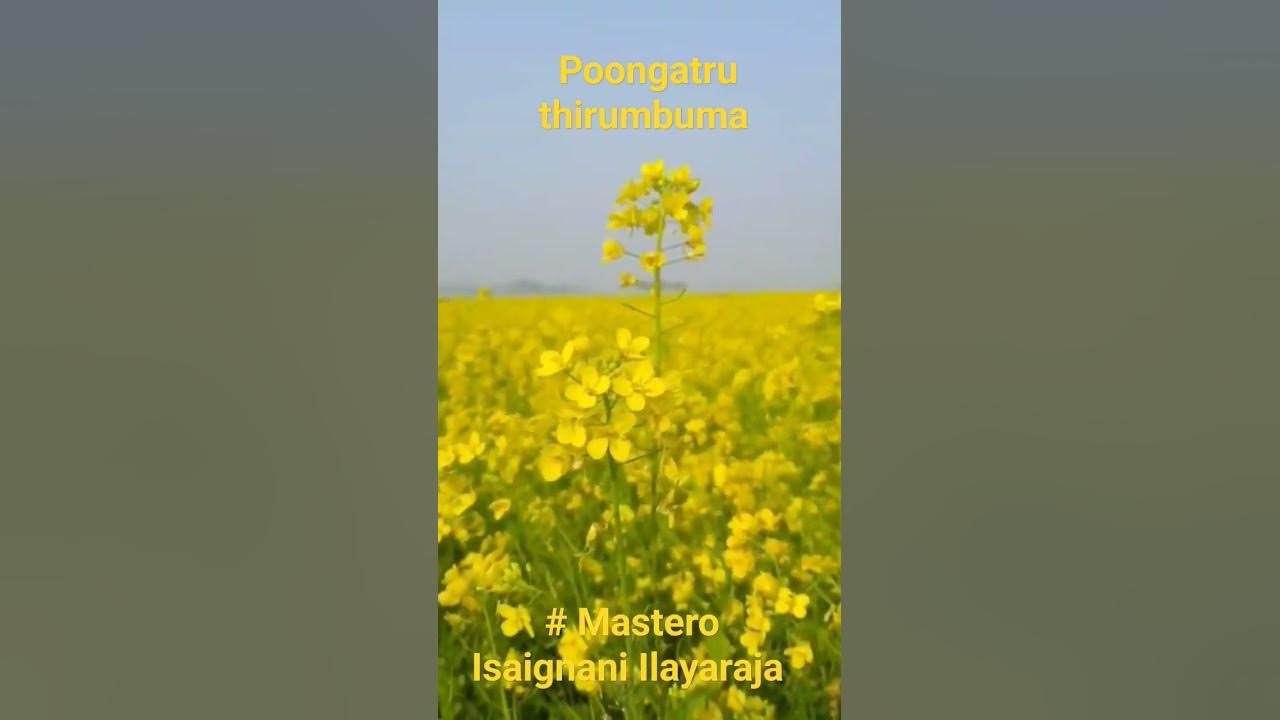 a-beautiful-song-composed-by-mastero-and-beautifully-sung-by-malaysia