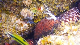 Pepinos de mar o cohombros  (holoturias)mecanismos defensivos, en el mar de Canarias