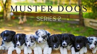 Muster Dogs returns – with border collies instead of kelpies: ‘It’s like comparing Holdens to Fords’