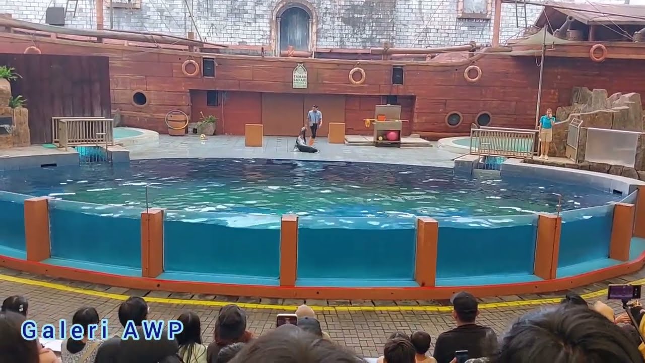 Atraksi Singa Laut di Taman Safari Prigen Jatim