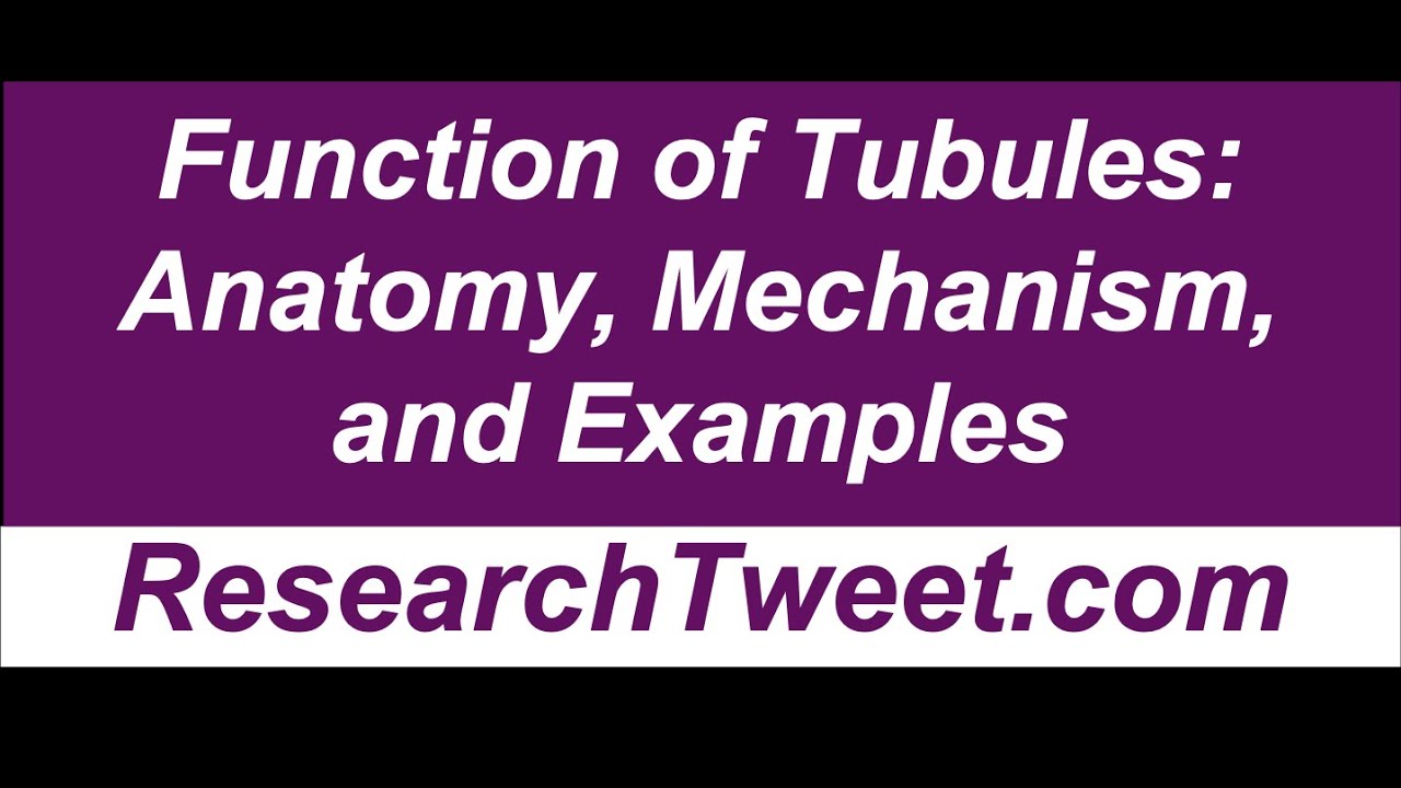 Function of Tubules Anatomy, Mechanism, and Examples YouTube