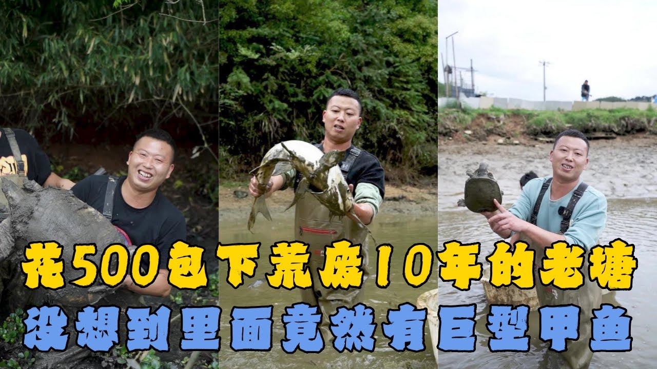 花500元包下荒废10年的老塘，没想到里面竟然有巨型甲鱼！#户外抓鱼 #户外捕鱼 #小飞哥抓鱼 #乡村生活 #农村生活