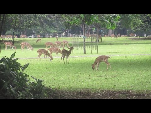 Bermain Bersama Banyak Rusa [KEBUN RAYA BOGOR] - YouTube