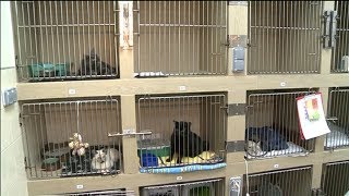 ПЕРЕДЕРЖКА ДОМАШНИХ ЖИВОТНЫХ ПЕРЕДЕРЖКА ДОМАШНИХ ЖИВОТНЫХ