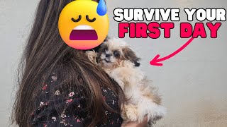 How to Survive Shih Tzu Puppy’s First Day Home?