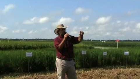 Rice Breeding