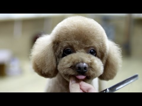 Asian Cute Toy Poodle Cut English Subtitles Youtube