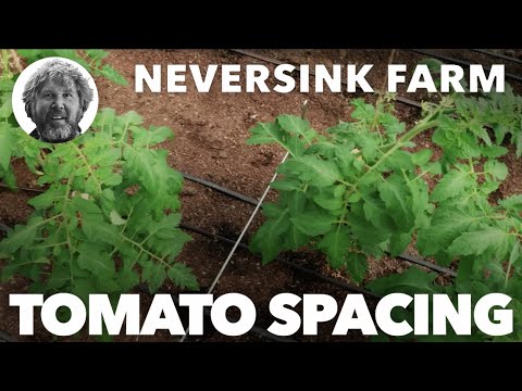 Video: Tomatplantavstånd - utrymmeskrav för tomater