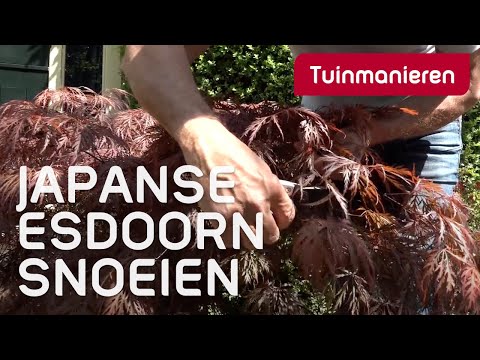Video: Japanse esdoorns snoeien: wanneer en hoe een Japanse esdoorn snoeien