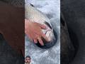 Big fish #Shorts #fyp #foryou #explore