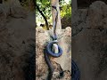 #kingcobra#दुनिया का सबसे बड़ा रहस्यमई सांप किंग कोबरा#facts#cobra#viral#
