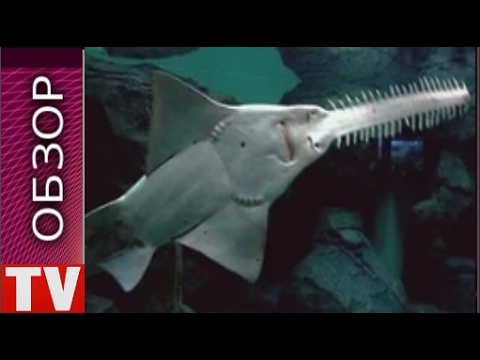 Video: Čo Je To Ryba Dory A Ako Ju Variť