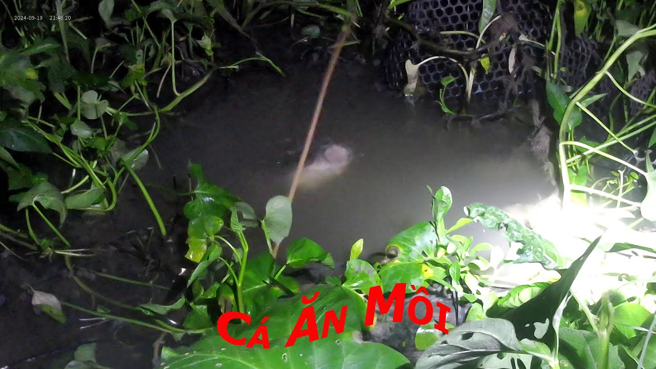 c-c-n-c-u-fish-eat-bait-on-water-youtube