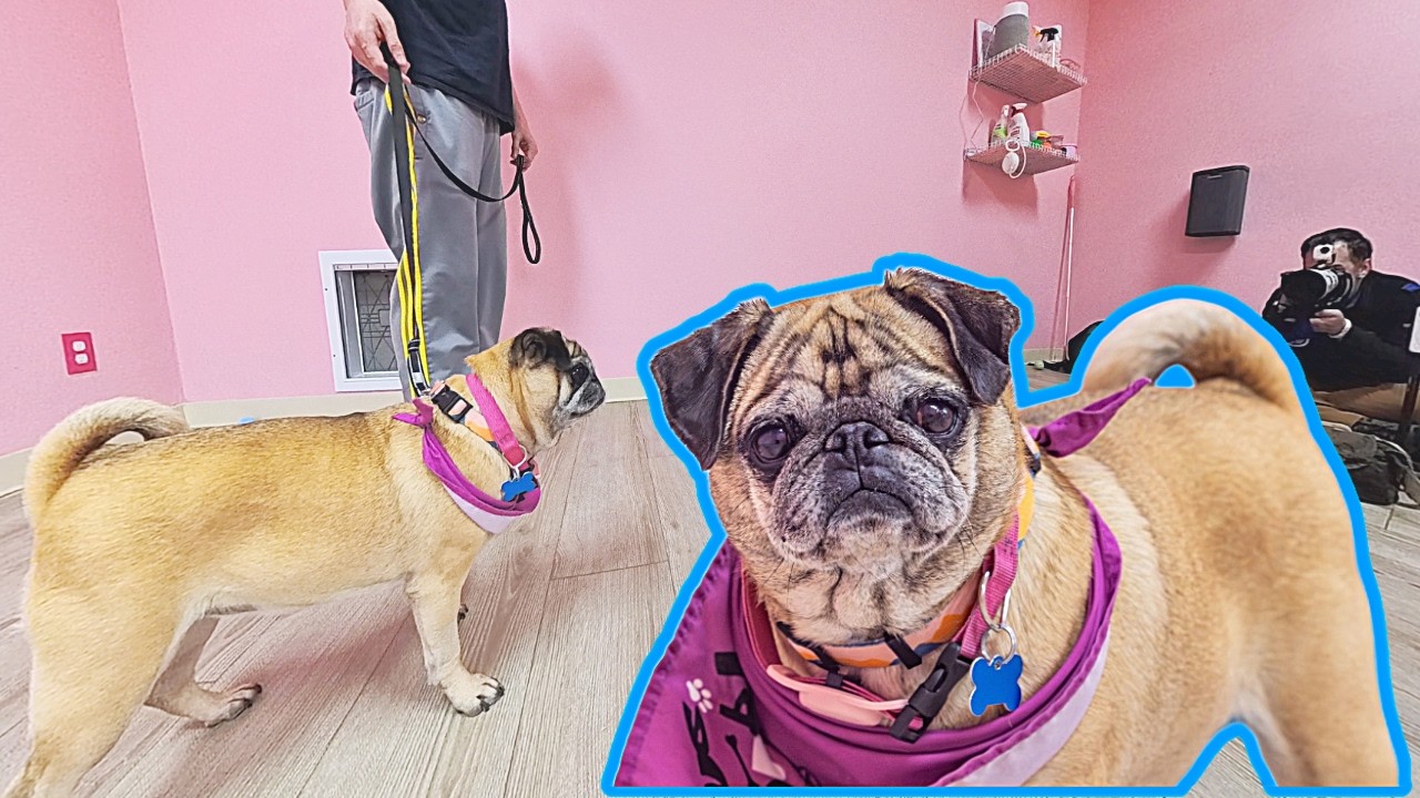 Meet Molasses! Sweet Apricot Pug Moves at Her Own Pace | DFW Pug Rescue
