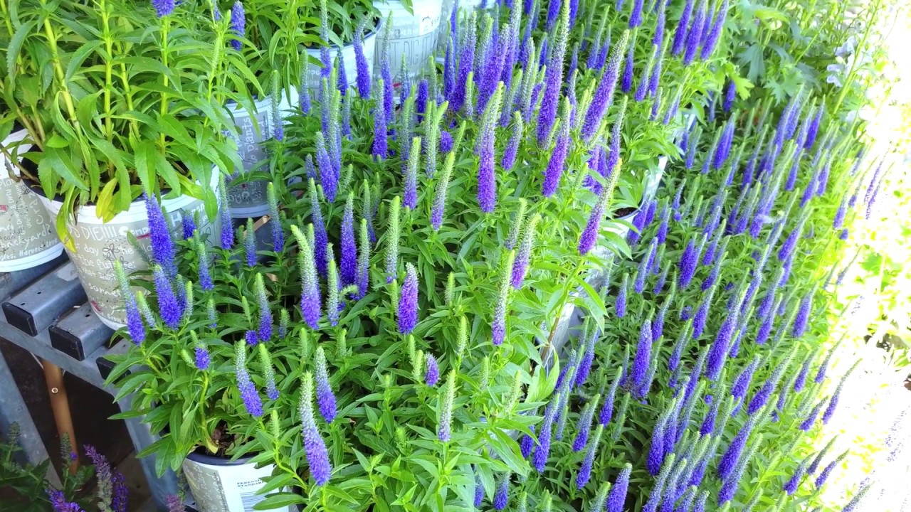 Nick's Garden Center YouTube