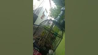 pleci dakun bali dakbal nembak variasi