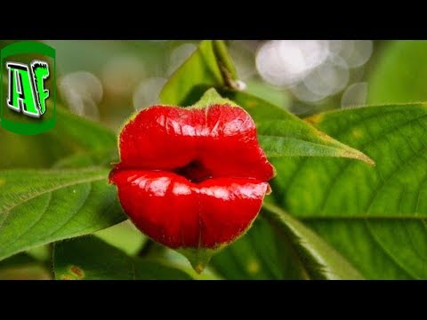 10 ყველაზე უცნაური მცენარე მსოფლიოში