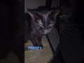 edit PRETTY NOSY NORA BABY GIRL Cat Love you ❤️ 4 year old ❤️