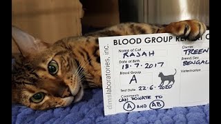 HOW TO BLOOD TYPE A CAT